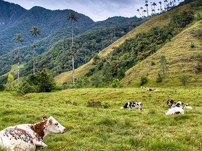 Panorámica del eje cafetero