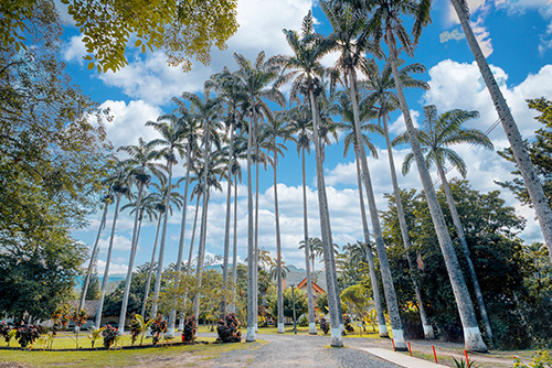 Paisaje de día que muestra una instalación del hotel y centro vacacional Las Palmera, un camino con muchas palmeras altas, árboles y arbustos rodeándolas