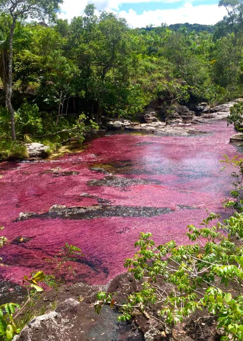 Agua del Río Caño Cristales, que tiene tonos rosados y fluye entre formaciones rocosas y vegetación selvática en una zona montañosa, hace parte de los mejores planes de turismo de naturaleza. Alrededor se ve gran cantidad de vegetación y un cielo parcialmente nublado