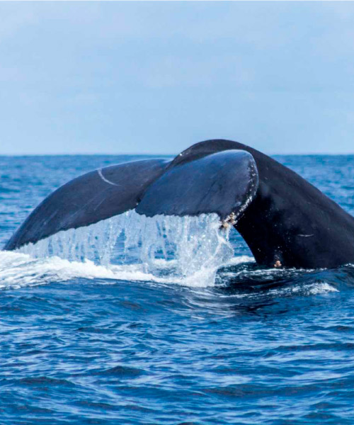 Cola de una ballena saliendo del agua durante uno de los planes de viaje al Pacífico colombiano para ver ballenas con Compensar, en medio del océano y bajo un cielo despejado