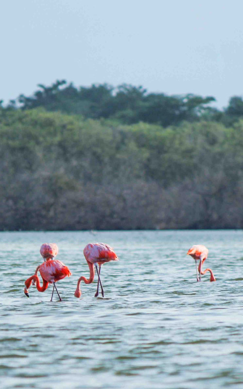 Varios flamencos rosados descansan y caminan sobre aguas poco profundas, con un fondo de manglares y cielo despejado de La Guajira