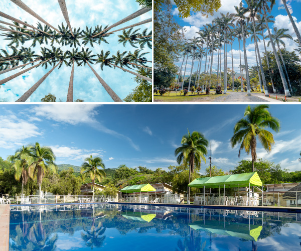 Collage con Habitaciones vistas desde afuera, con balcones blancos y ventanas con cortinas azules en un espacio con prado y árboles, balcón blanco con beige del segundo piso de una instalación de las habitaciones con diversas plantas decorativas y árboles rodeando el lugar y Piscina pequeña rodeada de sillas playeras con una vista donde resaltan varias palmeras y árboles separados por una reja del centro vacacional y hotel Las Palmeras